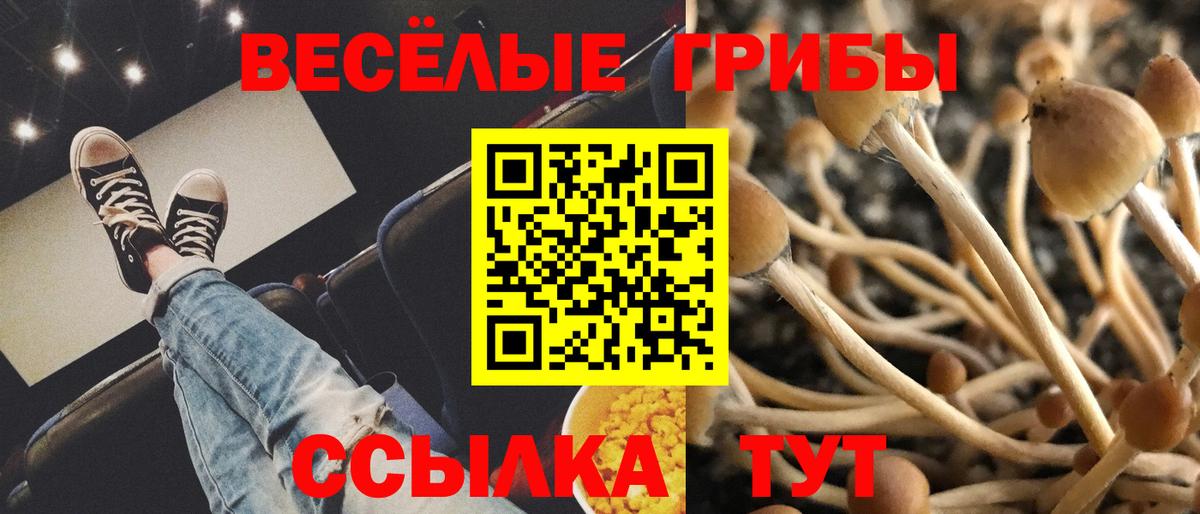 Псилоцибиновые грибы Psilocybine cubensis  Вход с VPN  Грязи 